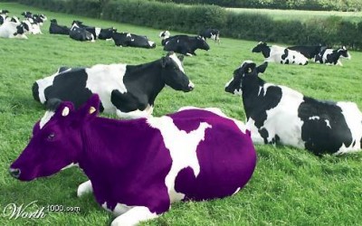 ¿Es tu Producto o Servicio una Vaca Púrpura?